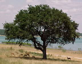 Deer under a tree at Canyon Lake